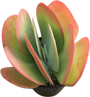 Flapjack'Class='lazyload Lazyload Fade In'Style='width - Flapjack Succulent, HD Png Download PNG image with transparent background