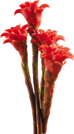 Tropical Flowers Png, Transparent Png PNG image with transparent background