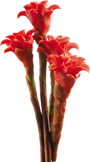 Vibrant Red Tropical Flowers PNG Image