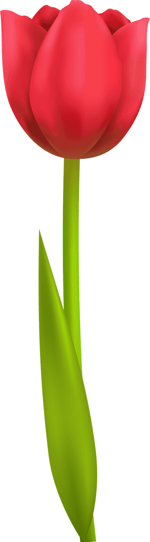 Png Transparent Clip Art - Clipart Tulip, Png Download PNG with transparent background