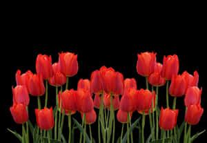 Vibrant Red Tulips Against Black Background.jpg PNG image with transparent background