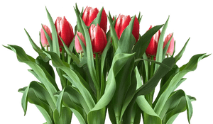 Spring, Tulips, Red Tulips, Easter, Nature - Tulip, HD Png Download PNG with transparent background