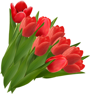 Tulip Flower Vector Line, HD Png Download PNG with transparent background