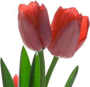 Tulip Red Flower - Sprenger's Tulip, HD Png Download PNG with transparent background