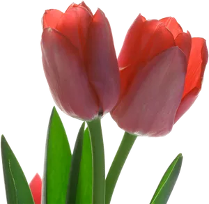 Vibrant Red Tulips Transparent Background PNG Image