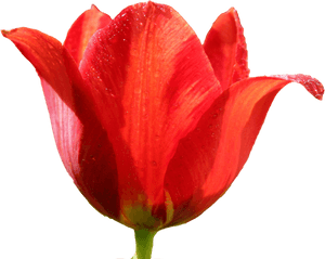 Tulip Png Image - Red Tulip Png, Transparent Png PNG with transparent background