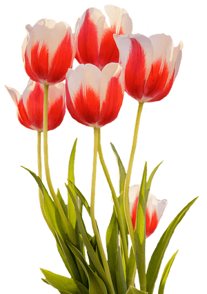 Vibrant Red White Tulips PNG image with transparent background