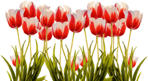 Transparent Red Tulip Png - Spring Tulips Png, Png Download PNG with transparent background