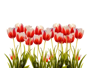 Vibrant Red White Tulips Black Background.jpg PNG Image