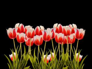 Vibrant Red White Tulips Black Background.jpg PNG image with transparent background