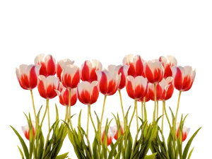 Vibrant Red White Tulips Black Background.jpg PNG Image