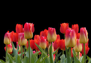 Vibrant Red Yellow Tulips Black Background PNG image with transparent background