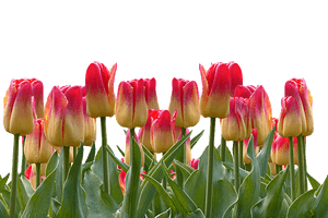Vibrant Red Yellow Tulips PNG image with transparent background