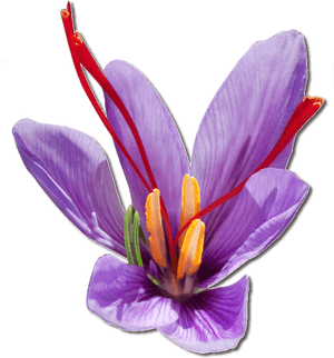 Purple Saffron Flower - Saffron, HD Png Download PNG with transparent background