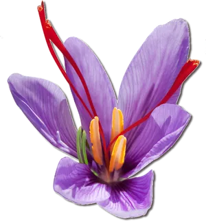 Vibrant Saffron Crocus Flower PNG Image