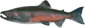 Transparent Trout Png - Красная Рыба На Камчатке, Png Download PNG with transparent background