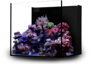 Marine Aquarium Cube Layout, HD Png Download PNG image with transparent background