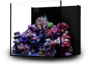 Vibrant Saltwater Aquarium Corals PNG Image