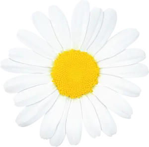 Vibrant Single Daisy Flower PNG Image