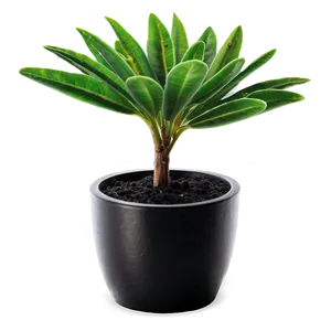 Vibrant Small Plant Png 71 PNG Image