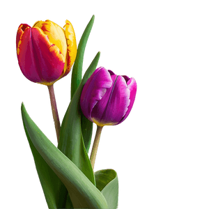 Vibrant Spring Tulips PNG 4 PNG image with transparent background