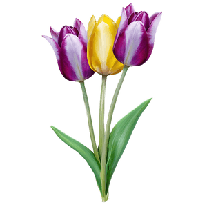 Vibrant Spring Tulips PNG onx50 PNG image with transparent background