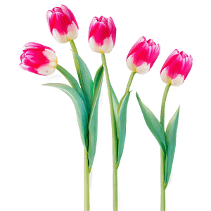 Vibrant Spring Tulips PNG wlu PNG image with transparent background