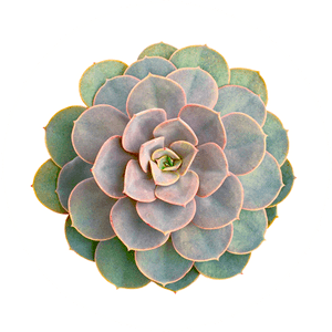 Picture - Top Down View Succulents, HD Png Download PNG image with transparent background