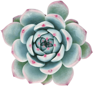 Transparent Background Succulent Clip Art, HD Png Download PNG image with transparent background