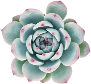 Vibrant Succulent Top View PNG Image