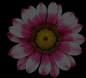 Vibrant Summer Bloom PNG image with transparent background