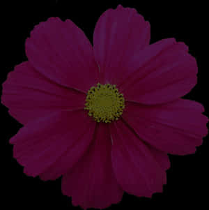 Vibrant Summer Bloom PNG image with transparent background