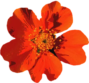 Vibrant Summer Bloom PNG Image