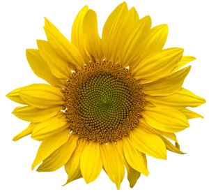 Vibrant_ Sunflower_ Against_ Black_ Background.jpg PNG Image