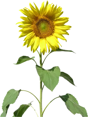 Vibrant Sunflower Against Black Background.jpg PNG Image