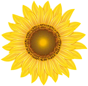 Vibrant Sunflower Against Black Background PNG Image