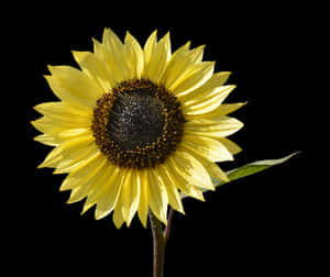 Vibrant Sunflower Against Black Background PNG with transparent background
