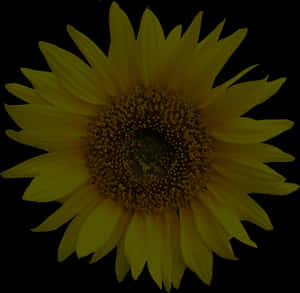 Vibrant Sunflower Against Black Background.jpg PNG image with transparent background