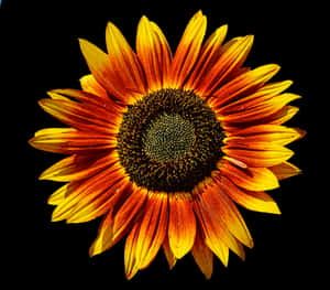 Vibrant Sunflower Against Black Background.jpg PNG image with transparent background