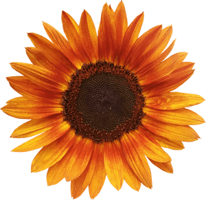 Flower, Sunflower, Summer, Orange, Flowers Isolated - Sunflower Orange, HD Png Download PNG