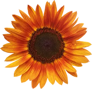 Vibrant Sunflower Against Blue Background.png PNG Image