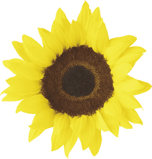 Sunflower Printable, HD Png Download PNG