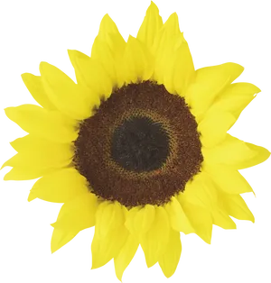 Vibrant Sunflower Against Blue Background.png PNG Image