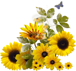 Transparent Free Sunflower Clipart Borders - Border Sunflower With Transparent Background, HD Png Download PNG