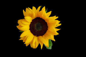 Vibrant Sunflower Black Background PNG with transparent background