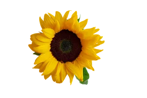 Vibrant Sunflower Black Background PNG Image