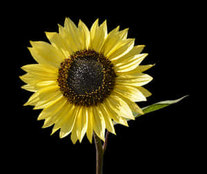 Vibrant Sunflower Black Background PNG image with transparent background