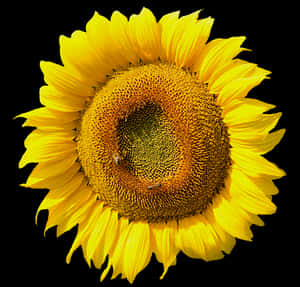 Vibrant Sunflower Black Background PNG image with transparent background