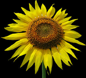 Vibrant Sunflower Black Background PNG image with transparent background