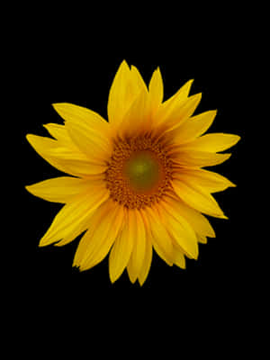 Vibrant Sunflower Black Background.jpg PNG with transparent background